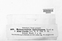 Melanconium apiocarpum image